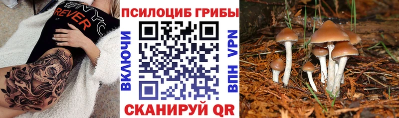 Псилоцибиновые грибы Cubensis  цены   KRAKEN ссылка  Киржач 